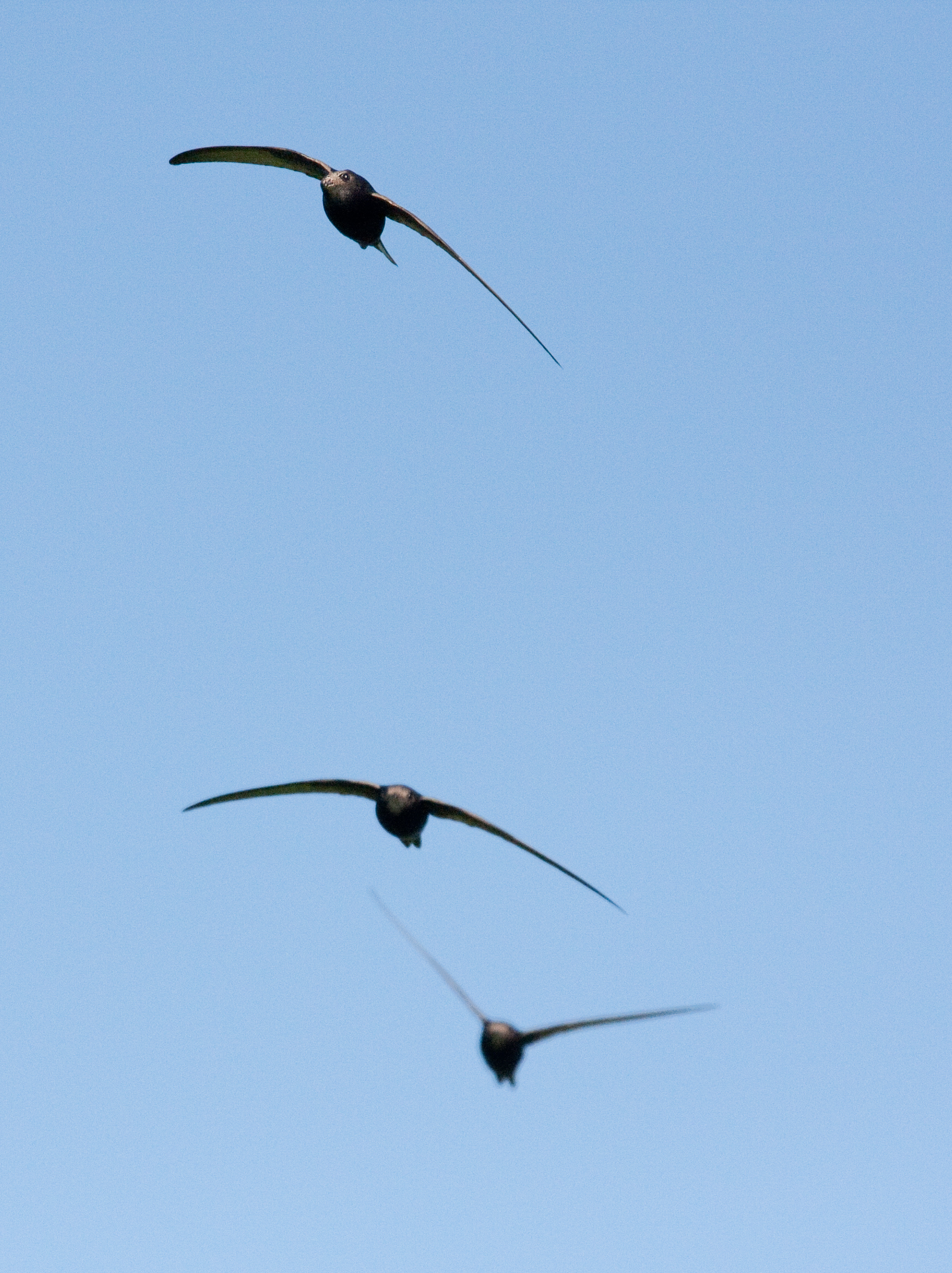 Swift for Swift Conservation